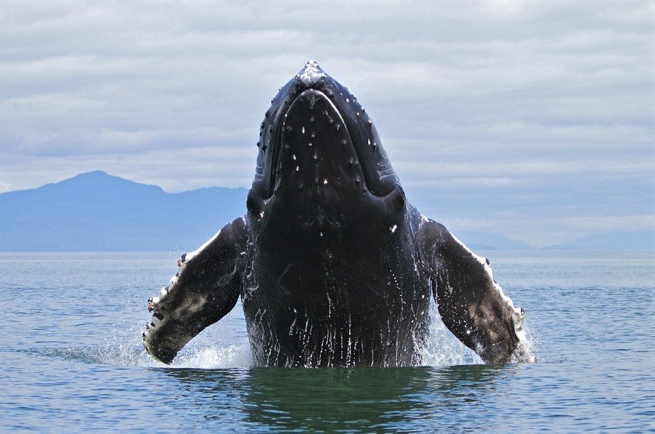 Excursion Whale Watching + Cayo Levantado from Punta Cana/Cap Cana (Private Tour ) - الصورة 10