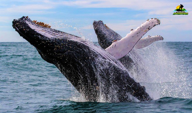 Excursion Whale Watching + Cayo Levantado from Punta Cana/Cap Cana (Private Tour ) - الصورة 6