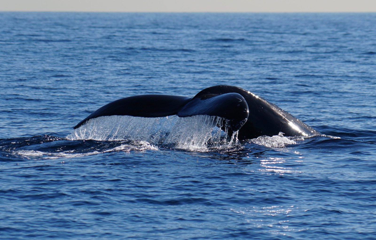 Excursion Whale Watching + Cayo Levantado from Punta Cana/Cap Cana (Private Tour ) - الصورة 15