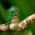 Broad Billed Tody scaled 1
