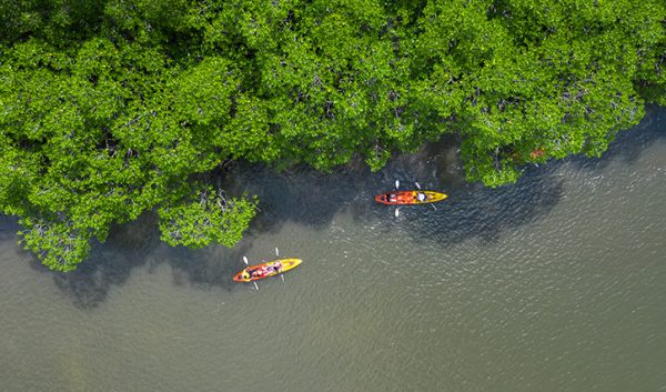 Kayaking Mangroves 724x426 1