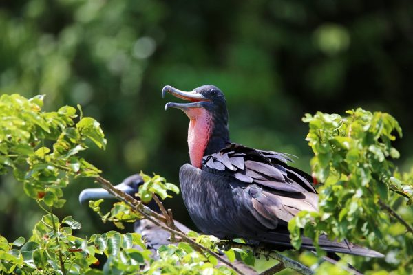 The Haitises National Park birds island tours and