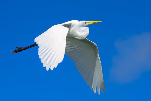 flying cattle egret booking adventures