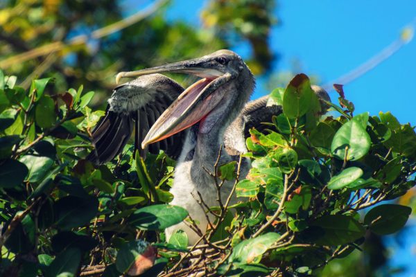 pelican in the nest booking adventures