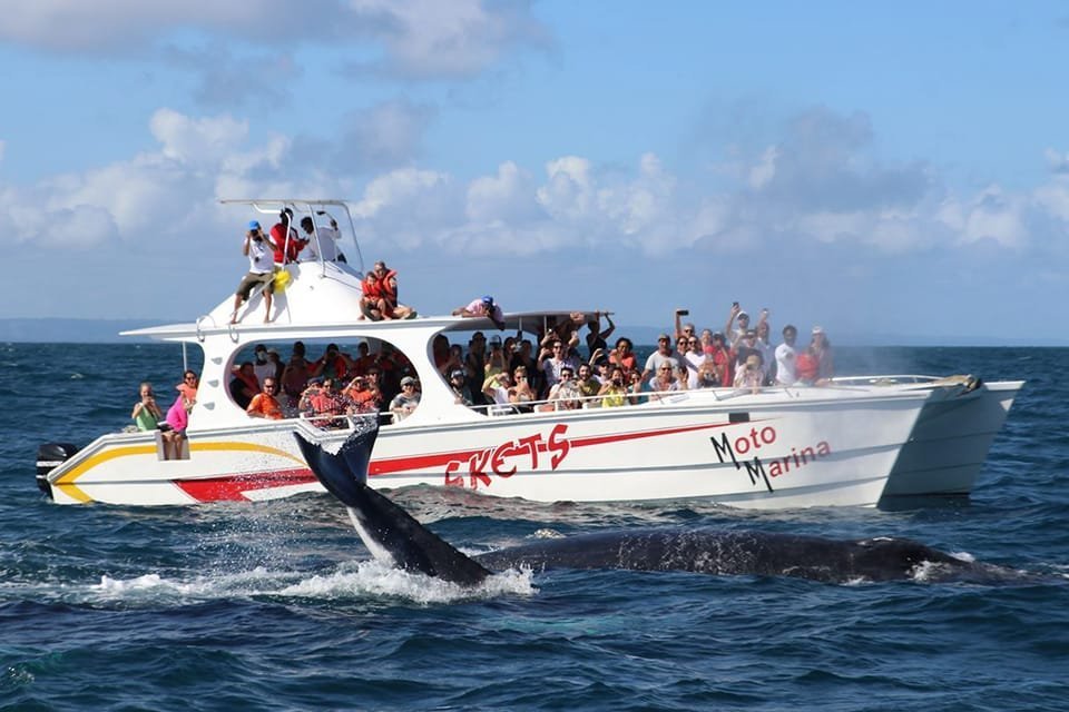 Samana: Whale Watching and Cayo Levantado Full Day Tour - Image 3