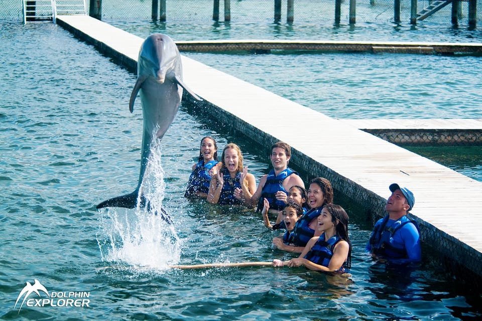 Swim with Dolphins in Punta Cana - Image 5